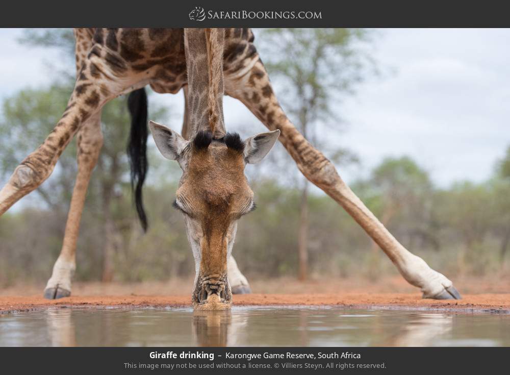 Giraffe drinking in Karongwe Private Game Reserve, South Africa